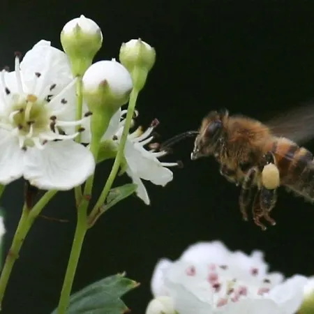 Le Des Abeilles Ferienhaus Saint-Gilles (Manche)