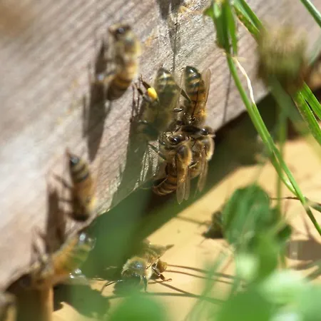 Ferienhaus Le Des Abeilles