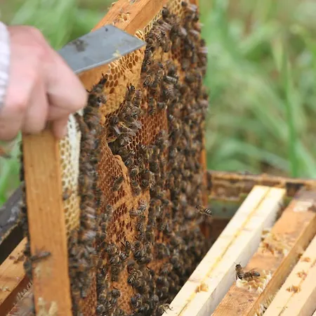 Le Des Abeilles Ferienhaus Saint-Gilles (Manche)